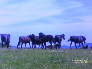 SAMSUNG DIGITAL CAMERA